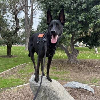 German Shepherd Dog and Husky Dogs Available for Adoption - Romeo | PetCurious