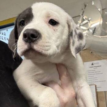Snack Pack -  Mixed Breed Dog for Adoption in Buffalo, Minnesota - Snack Pack | PetCurious