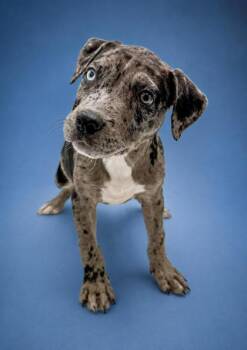 Malibu -  Catahoula Leopard Dog and Mixed Breed Dog for Adoption in Bowling Green, Kentucky - Malibu | PetCurious