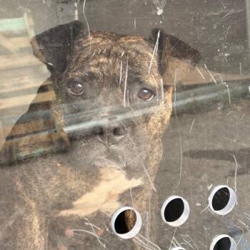 Mixed Breed Dogs Available for Adoption in Philadelphia, Pennsylvania - Shiek | PetCurious
