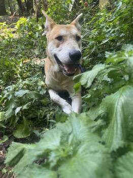 SEBASTIAN -  German Shepherd Dog and Mixed Breed Dog for Adoption in Charlotte, North Carolina - SEBASTIAN | PetCurious