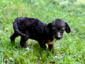Sparky -  Dachshund and Schnauzer Dog for Adoption - Sparky | PetCurious