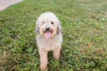 Rescue Miniature Poodle and Mixed Breed Dogs for Adoption in Gradyville, Kentucky - Liora | PetCurious