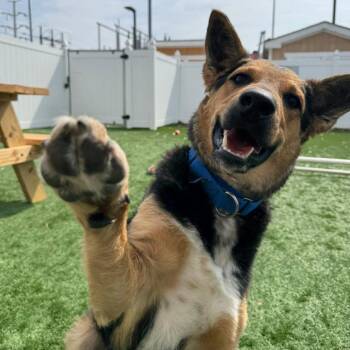 Flynn -  Cattle Dog and Husky Dog for Adoption in Naperville, Illinois - Flynn | PetCurious