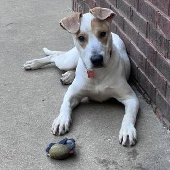 Levi -  Treeing Walker Coonhound Dog for Adoption in Springfield, Missouri - Levi | PetCurious