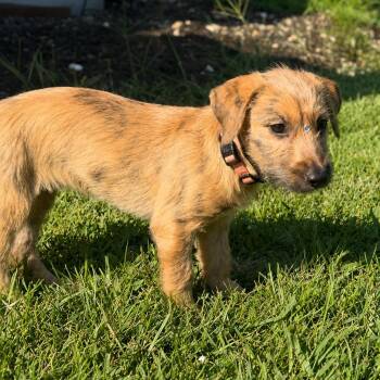 Sparkling -  Terrier Dog for Adoption in Baldwin, Maryland - Sparkling | PetCurious