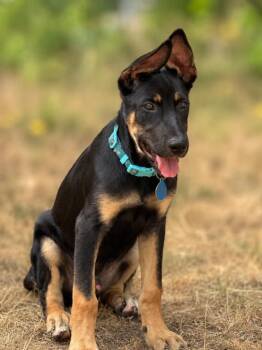 Grant -  German Shepherd Dog Dog for Adoption in Seattle, Washington - Grant | PetCurious