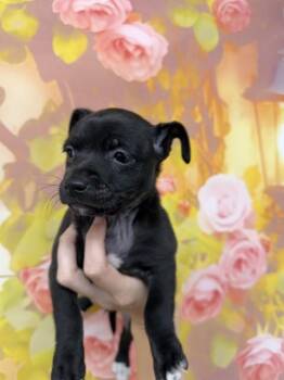 SELENE -  Chihuahua and Mixed Breed Dog for Adoption in San Bernardino, California - SELENE | PetCurious
