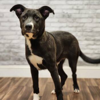Black Labrador Retriever and Terrier Dogs Available for Adoption - Shadow | PetCurious