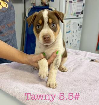 Australian Shepherd Dogs Available for Adoption in Semmes, Alabama - T Litter  | PetCurious