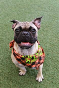 Rafferty -  Pug and French Bulldog Dog for Adoption in Gardena, California - Rafferty | PetCurious