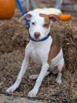 Rescue Labrador Retriever and Terrier Dogs for Adoption in Aiken, South Carolina - Julia | PetCurious