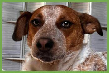 Tex -  Australian Cattle Dog Blue Heeler and Cattle Dog Dog for Adoption in Amherst, Massachusetts - Tex | PetCurious