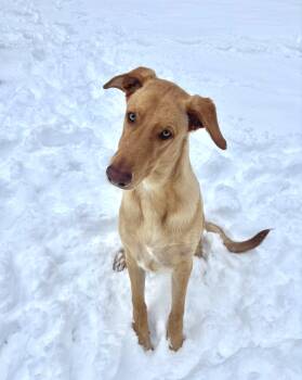 Doberman Pinscher Dogs Available for Adoption in Amissville, Virginia - Fredo | PetCurious