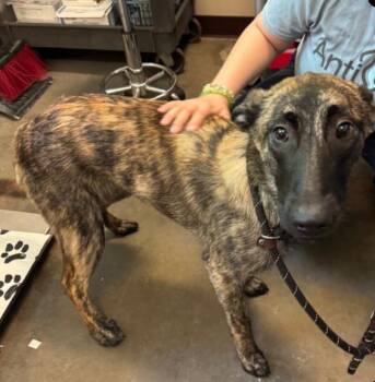 Nyx -  Belgian Shepherd Malinois Dog Available for Adoption in Hoffman Estates, Illinois - Nyx | PetCurious