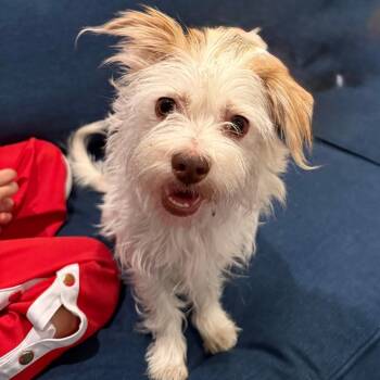 Maltese and Shih Tzu Dogs Available for Adoption - Maggie | PetCurious