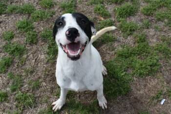 Mixed Breed Dogs Available for Adoption in Kingsland, Georgia - Evergreen | PetCurious