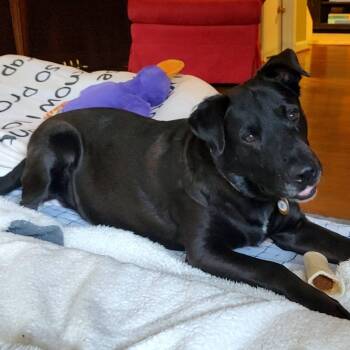 Buster -  Black Labrador Retriever Dog for Adoption - Buster | PetCurious