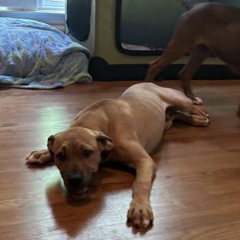 Mixed Breed Dogs Available for Adoption in Brownsboro, Alabama - Vulcan | PetCurious