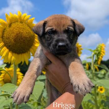 Briggs -  German Shepherd Dog and Labrador Retriever Dog for Adoption in Spring Hill, Tennessee - Briggs | PetCurious