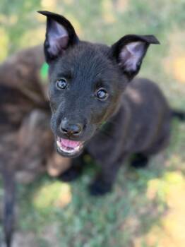 Rescue Border Collie and Australian Cattle Dog Blue Heeler Dogs for Adoption in Visalia, California - Garnet | PetCurious