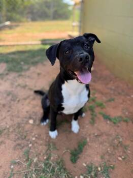 Rescue Mixed Breed Dogs for Adoption - Wayne | PetCurious