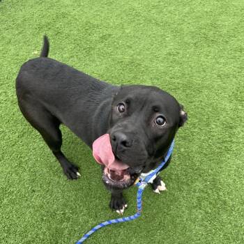 American Bulldog Dogs Available for Adoption - Carmen | PetCurious