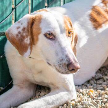 Hound Dogs Available for Adoption in Hilton Head Island, South Carolina - Melania | PetCurious