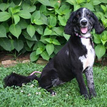 MARLEY GIRL -  Australian Shepherd and Standard Poodle Dog for Adoption in Franklin, Tennessee - MARLEY GIRL | PetCurious