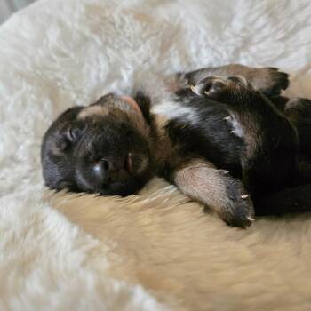 Salsa -  Shepherd and Mixed Breed Dog for Adoption in Chandler, Arizona - Salsa | PetCurious