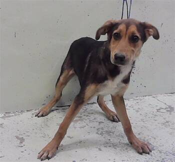 A2094655 -  German Shepherd Dog and Mixed Breed Dog for Adoption in Houston, Texas - A2094655 | PetCurious