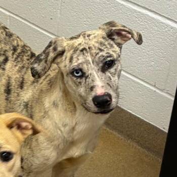 Catahoula Leopard Dog Dogs Available for Adoption - Empress Wagglebottom | PetCurious