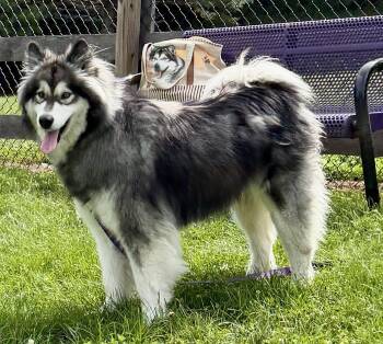 Bella -  Alaskan Malamute Dog for Adoption in Berryville, Virginia - Bella | PetCurious