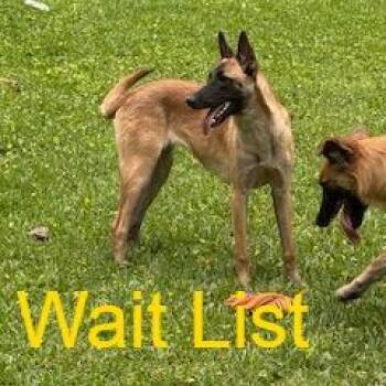 Lola -  Belgian Shepherd Malinois and Mixed Breed Dog for Adoption in Livingston, Texas - Lola | PetCurious