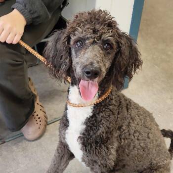 Cinderella -  Poodle Dog for Adoption in Philadelphia, Pennsylvania - Cinderella | PetCurious