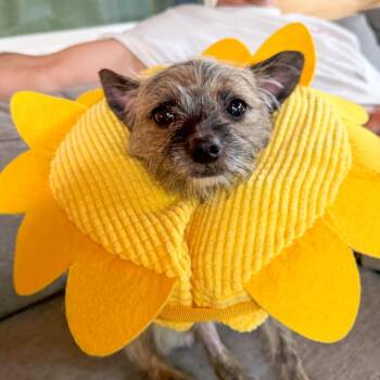 Playboy -  Chihuahua and Yorkshire Terrier Dog for Adoption in Raleigh, North Carolina - Playboy | PetCurious