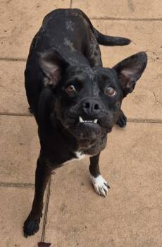 Raven -  Catahoula Leopard Dog and Mixed Breed Dog for Adoption in Shreveport, Louisiana - Raven | PetCurious