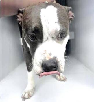 Pit Bull Terrier Dogs Available for Adoption in Houston, Texas - A654426 | PetCurious