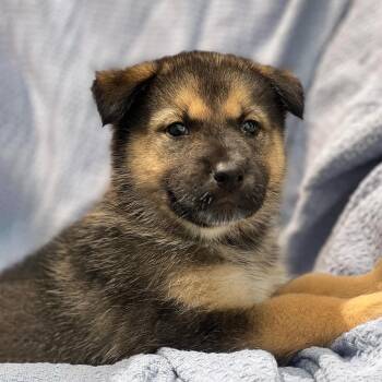 Marshmallow Pup - Fluffernutter -  Shepherd and Husky Dog for Adoption in San Diego, California - Marshmallow Pup - Fluffernutter | PetCurious