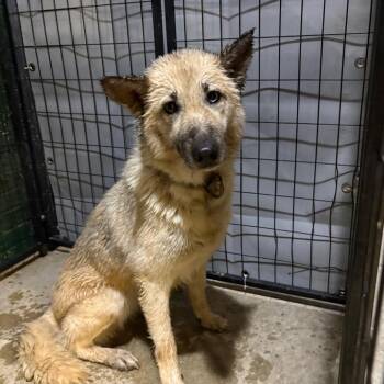 Shepherd Dogs Available for Adoption in Birmingham, Alabama - Larissa | PetCurious