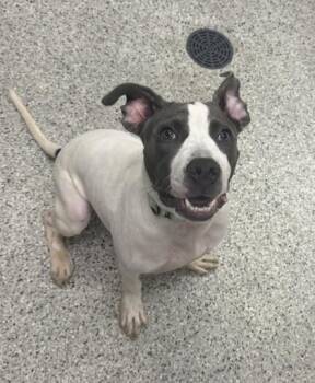 Super G -  Pit Bull Terrier and Mixed Breed Dog for Adoption in Kansas City, Missouri - Super G | PetCurious
