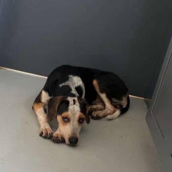 Venus -  Hound Dog for Adoption in Huntington, West Virginia - Venus | PetCurious