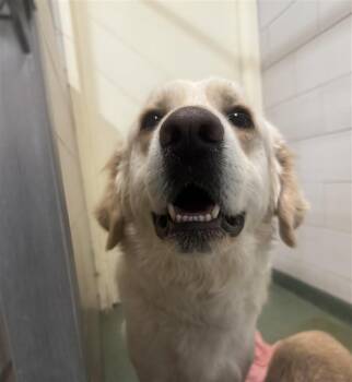 Great Pyrenees and Anatolian Shepherd Dogs Available for Adoption - LOU | PetCurious