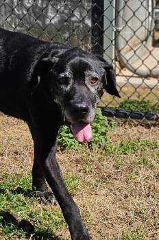 Blackie -  Black Labrador Retriever and Mixed Breed Dog for Adoption in Disputanta, Virginia - Blackie | PetCurious