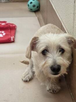 Goblin -  Terrier Dog for Adoption in Kennewick, Washington - Goblin | PetCurious