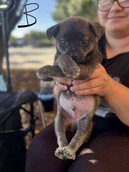 Binx -  Mixed Breed Dog for Adoption in Holly Springs, North Carolina - Binx | PetCurious