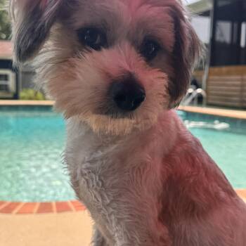 Havanese and Tibetan Terrier Dogs Available for Adoption in Greenville, South Carolina - Teddy Bear | PetCurious