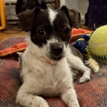 Jack Russell Terrier and Mixed Breed Dogs Available for Adoption - Claire | PetCurious