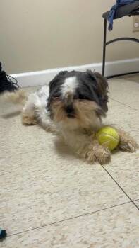 Orville -  Shih Tzu Dog for Adoption in Fall River, Massachusetts - Orville | PetCurious