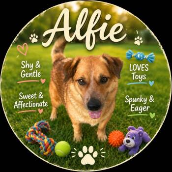 Cattle Dog Dogs Available for Adoption in Sherman, Texas - Alfie | PetCurious